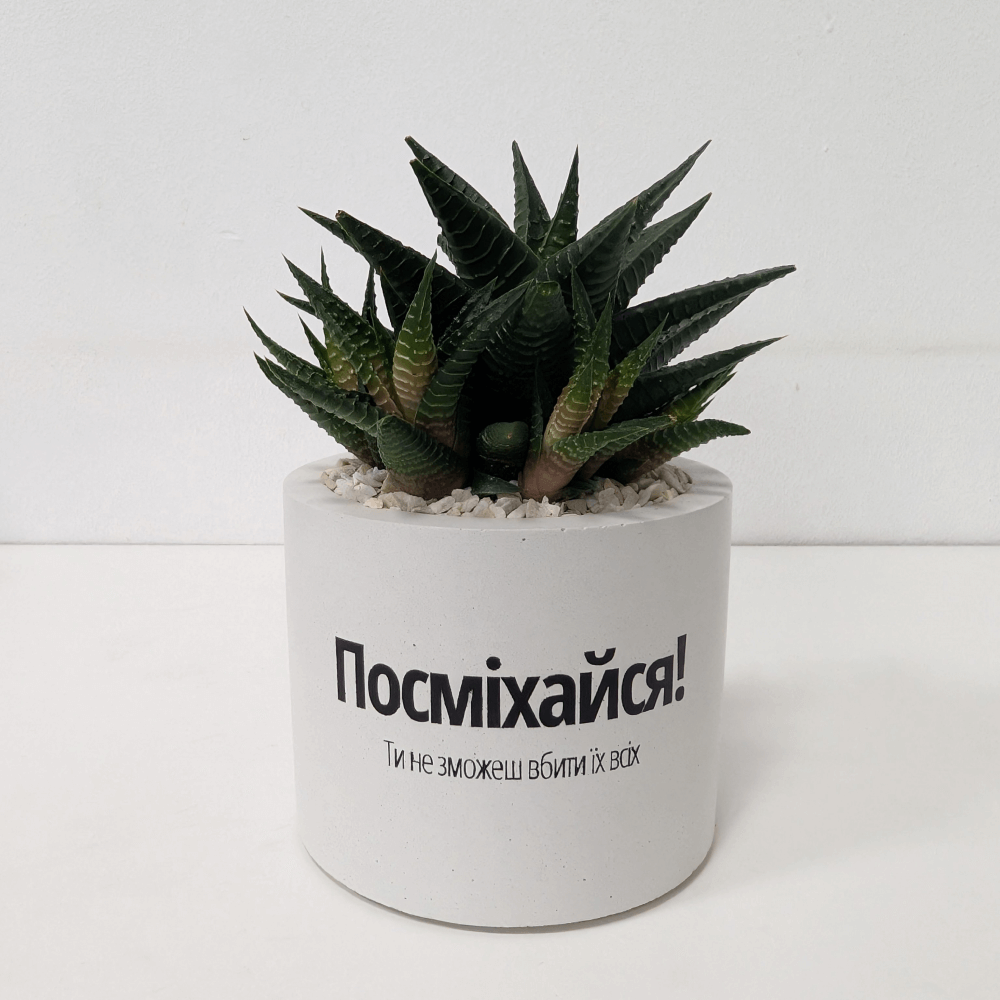 горщик з хавортією